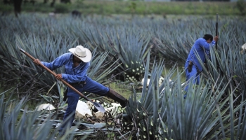 Nuevas reglas para aplicar beneficios a trabajadores eventuales del campo